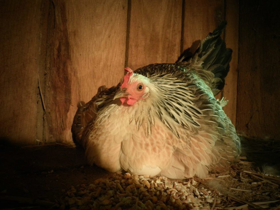 a puffed-up, broody hen sitting on a clutch of eggs a puffed-up, broody hen sitting on a clutch of eggs